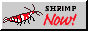 button with a shrimp with text shrimp now!